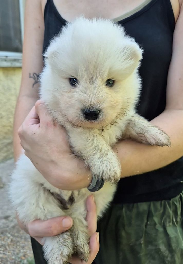 D'Obreika - Chiots disponibles - Samoyède