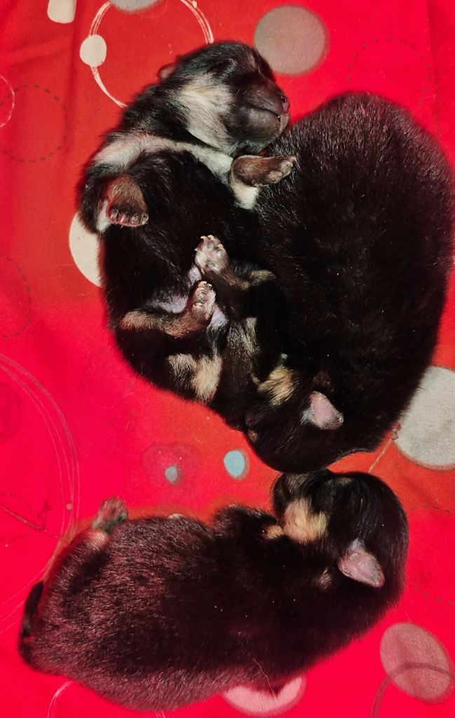 D'Obreika - Chiots disponibles - Spitz allemand