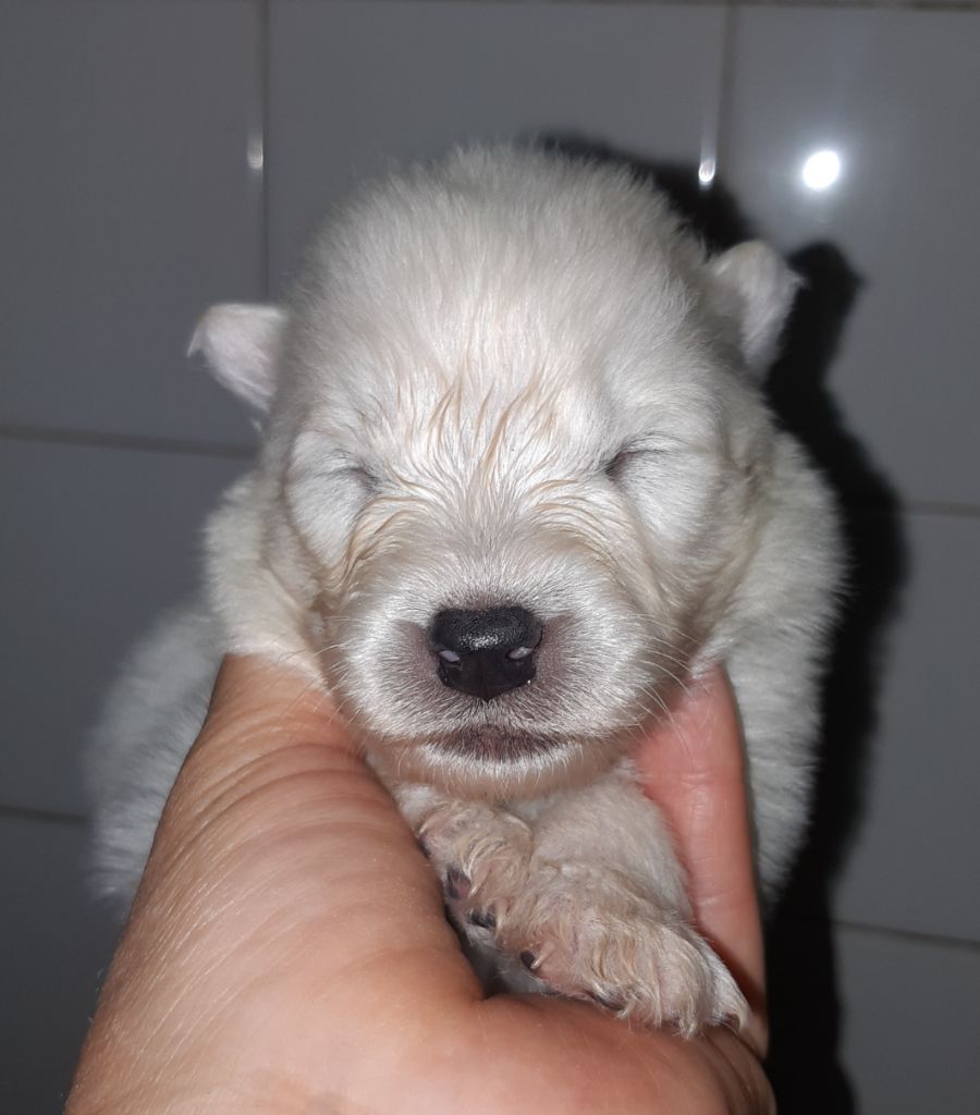 D'Obreika - Chiots disponibles - Samoyède