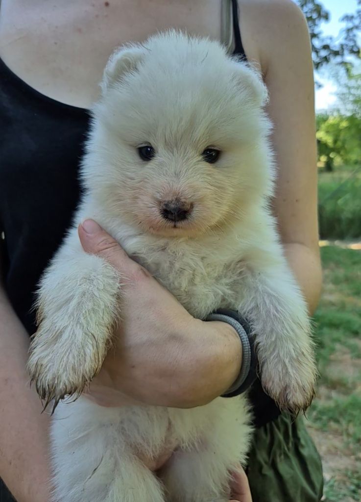 D'Obreika - Chiots disponibles - Samoyède