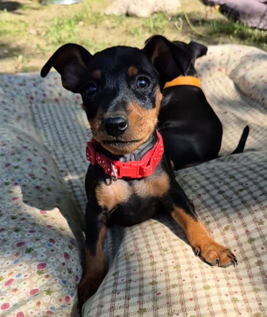 D'Obreika - Chiots disponibles - Pinscher nain