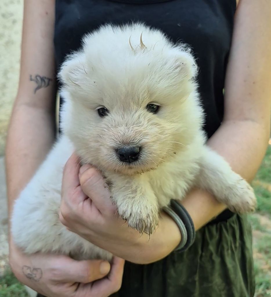 D'Obreika - Chiots disponibles - Samoyède
