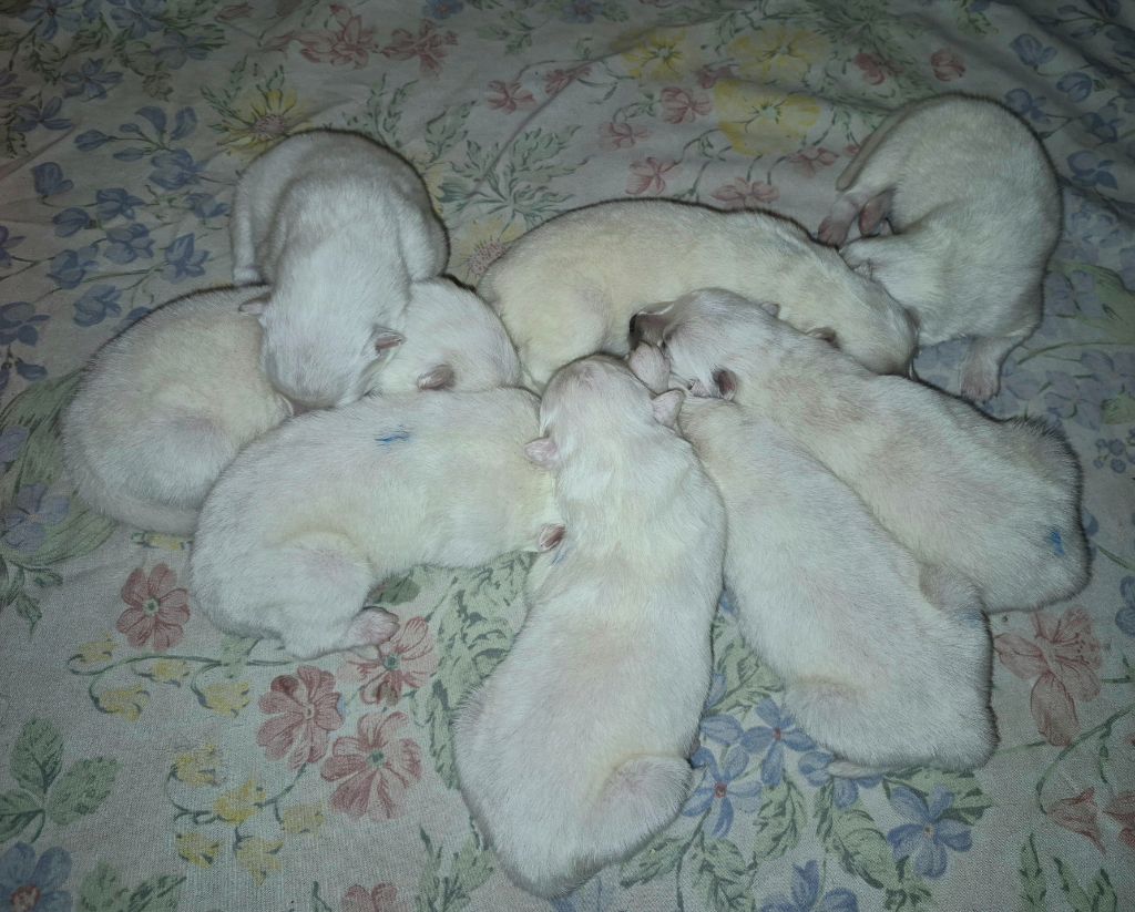 D'Obreika - Chiots disponibles - Samoyède
