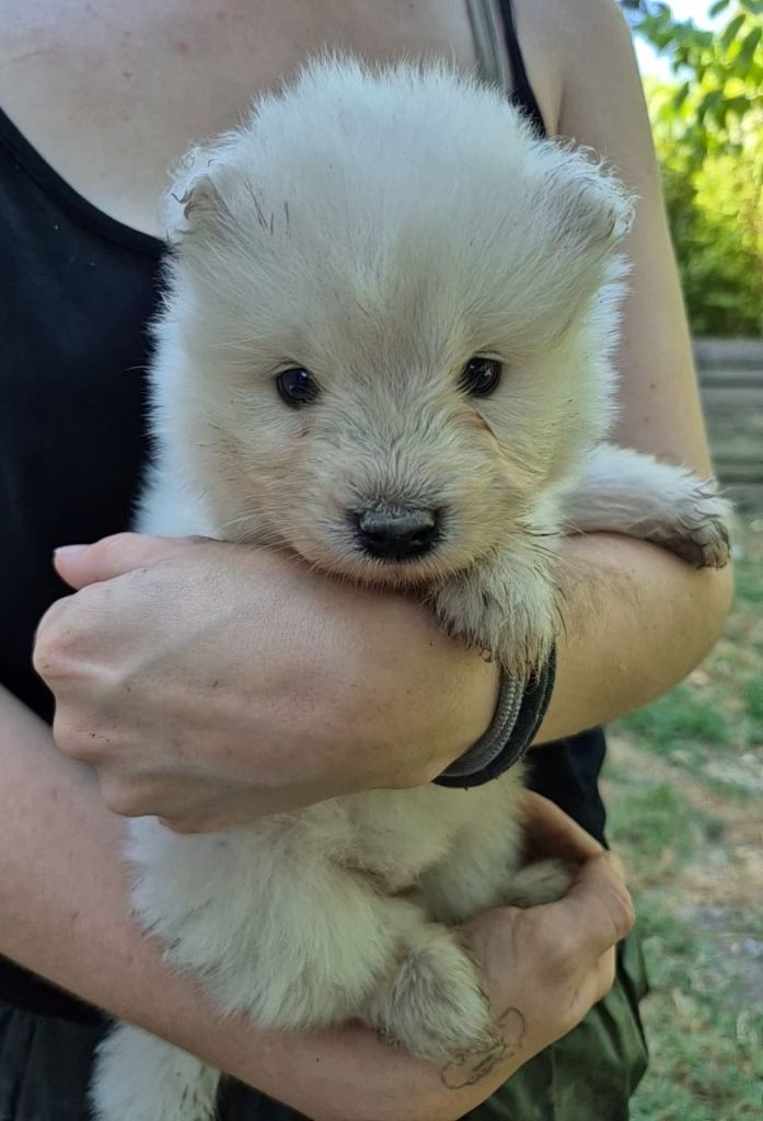 D'Obreika - Chiots disponibles - Samoyède