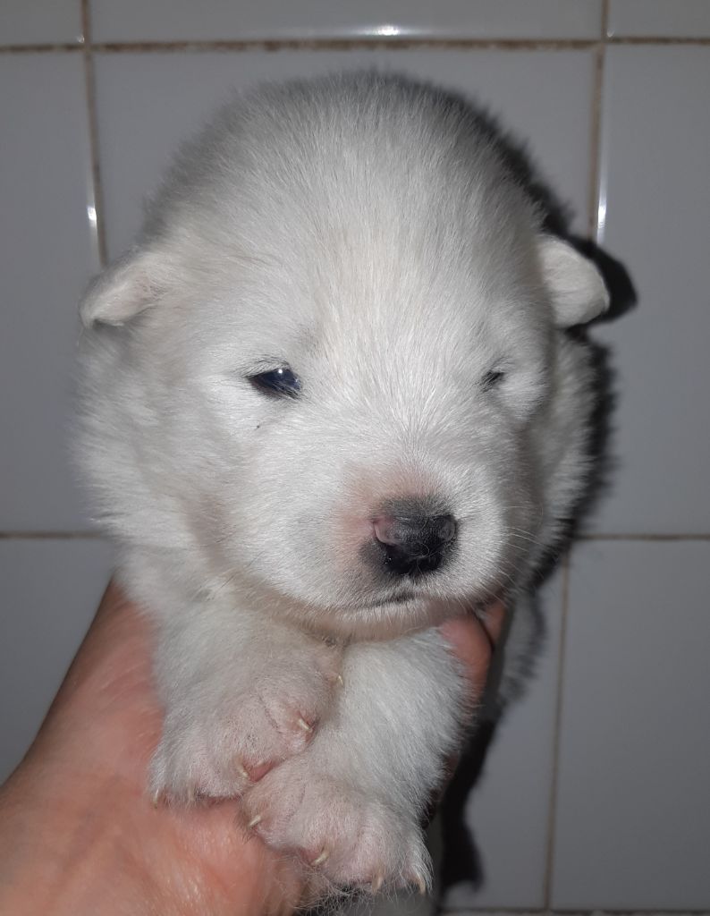 D'Obreika - Chiots disponibles - Samoyède