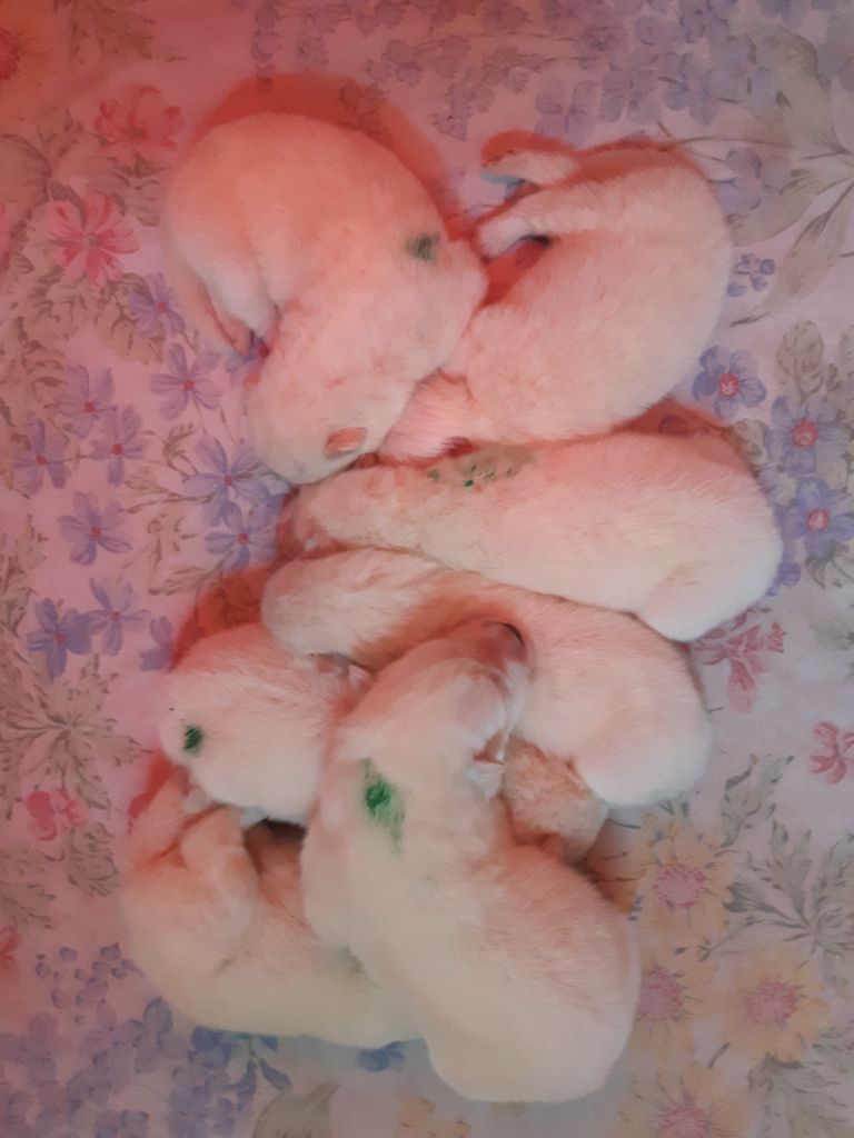 D'Obreika - Chiots disponibles - Samoyède