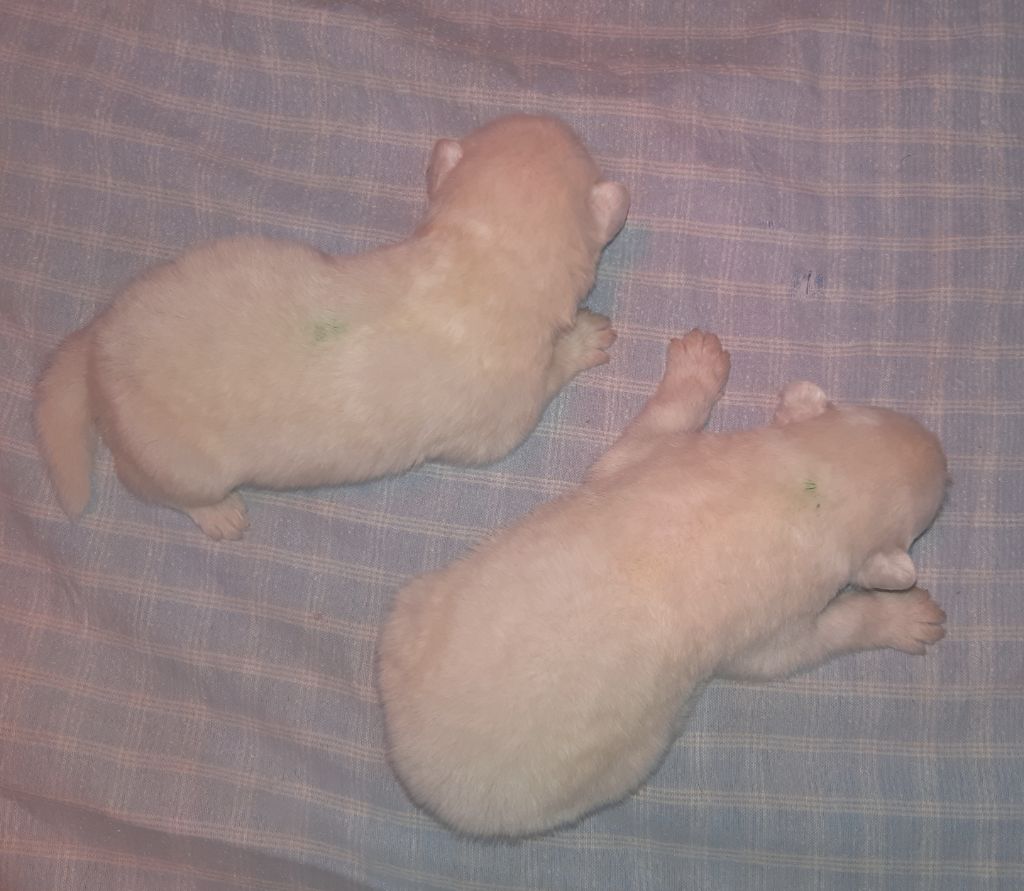 D'Obreika - Chiots disponibles - Samoyède