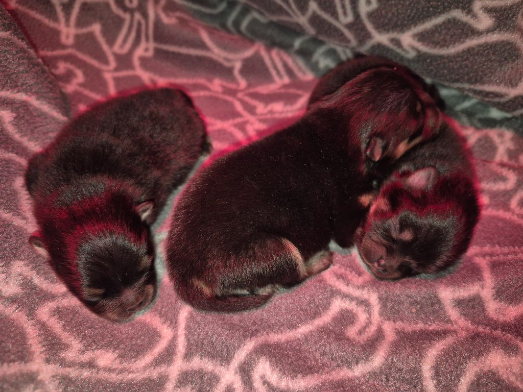 D'Obreika - Chiots disponibles - Spitz allemand