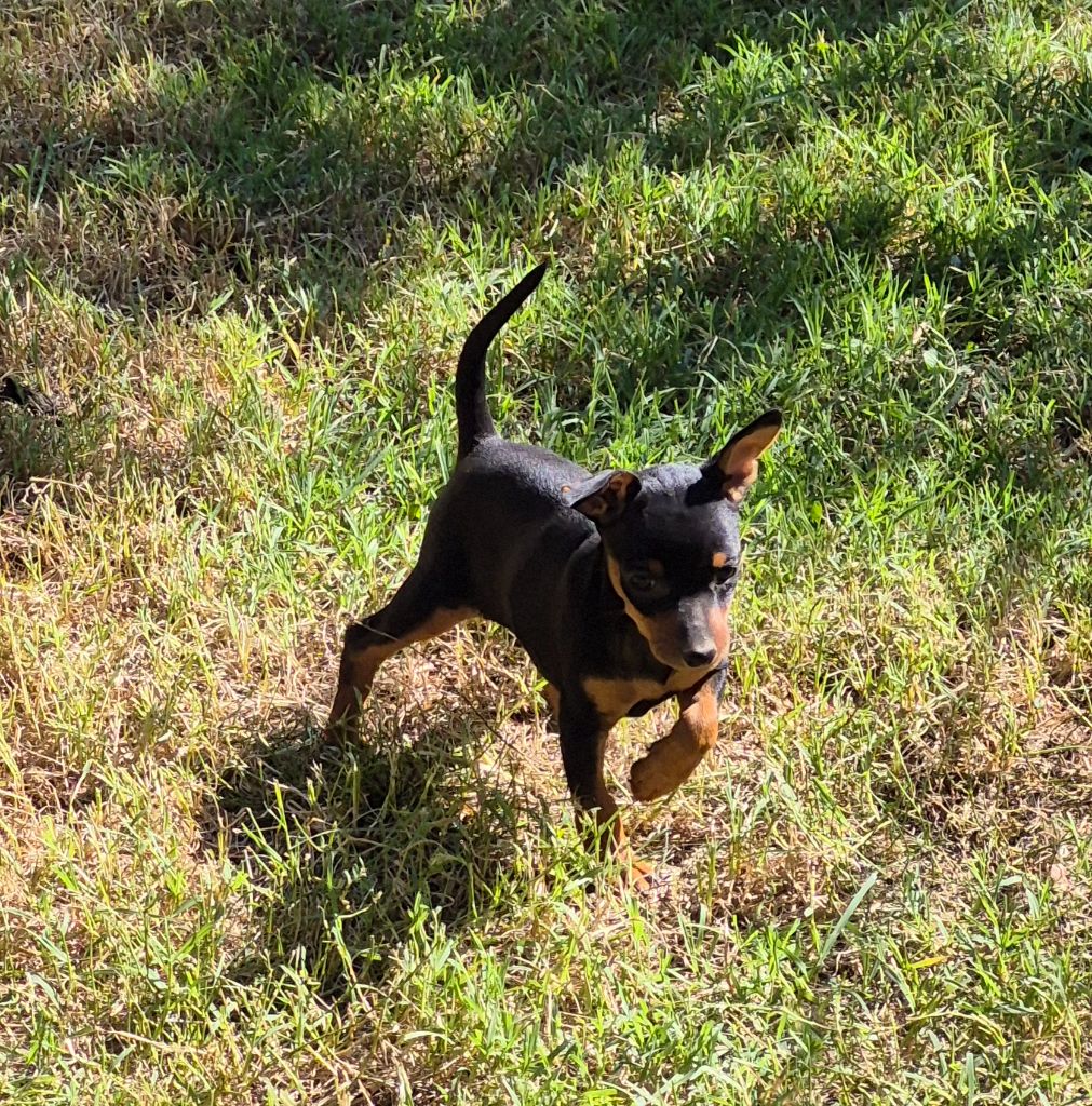 D'Obreika - Chiots disponibles - Pinscher nain