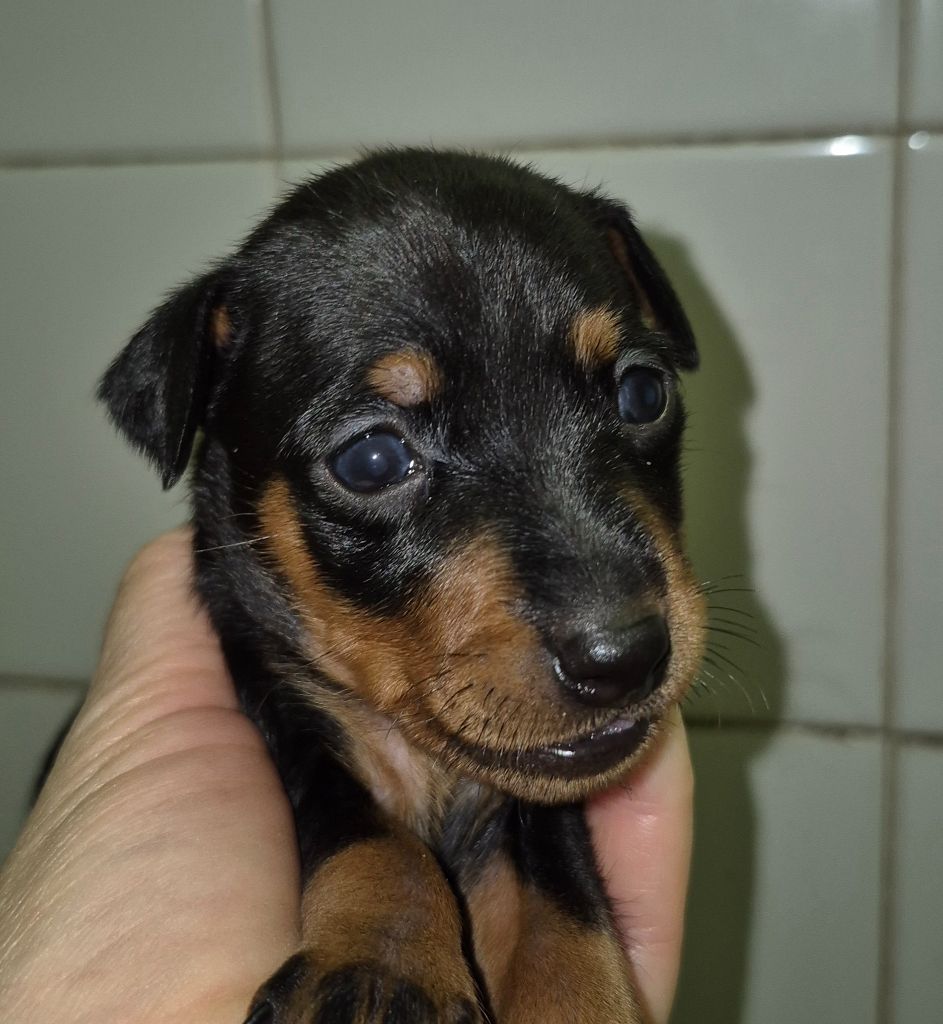 D'Obreika - Chiots disponibles - Pinscher nain