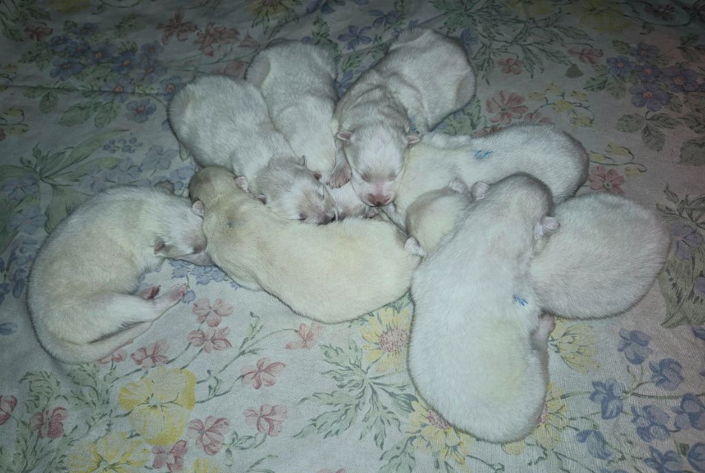D'Obreika - Chiots disponibles - Samoyède