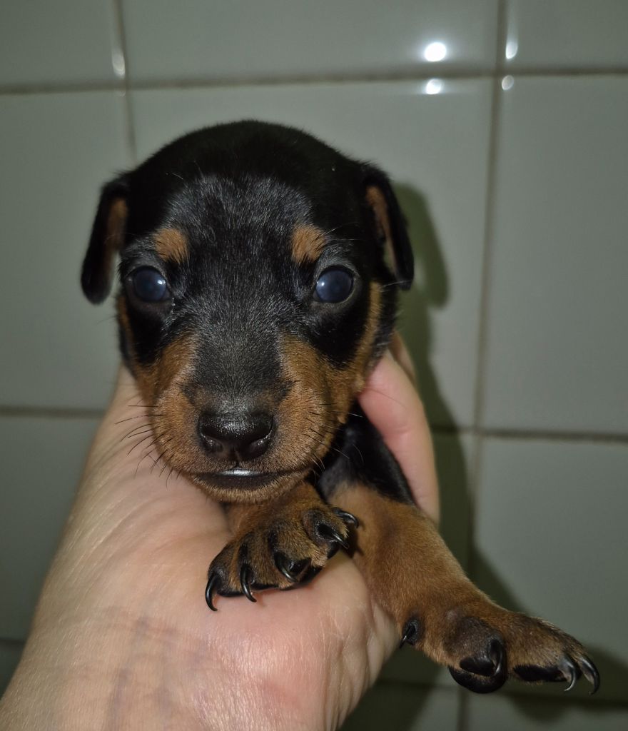 D'Obreika - Chiots disponibles - Pinscher nain