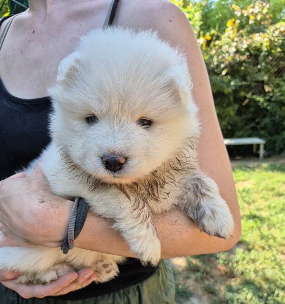 D'Obreika - Chiots disponibles - Samoyède