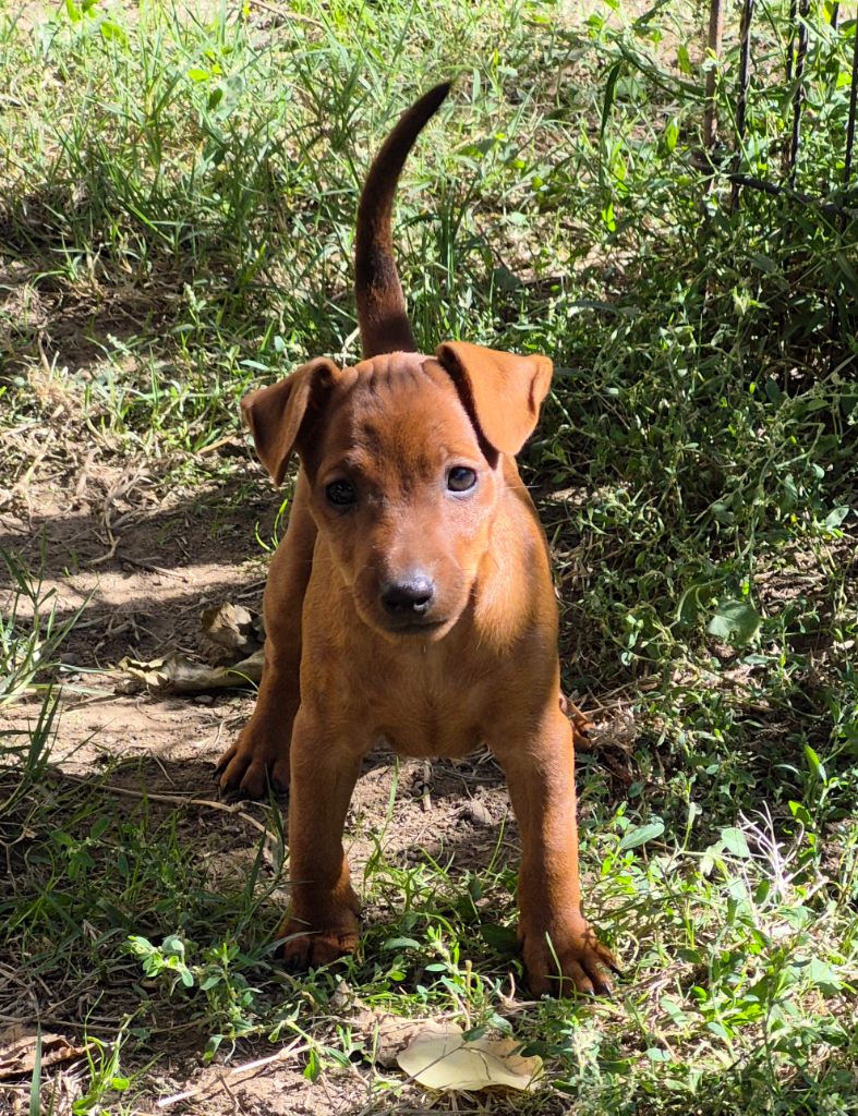 D'Obreika - Chiots disponibles - Pinscher nain