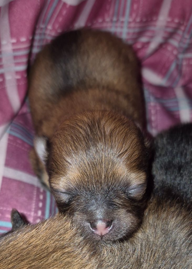 D'Obreika - Chiots disponibles - Spitz allemand