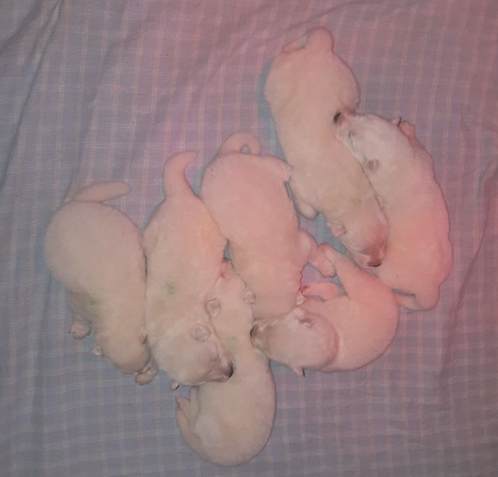 D'Obreika - Chiots disponibles - Samoyède
