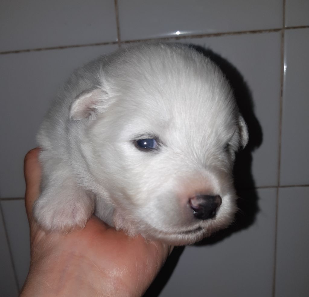 D'Obreika - Chiots disponibles - Samoyède