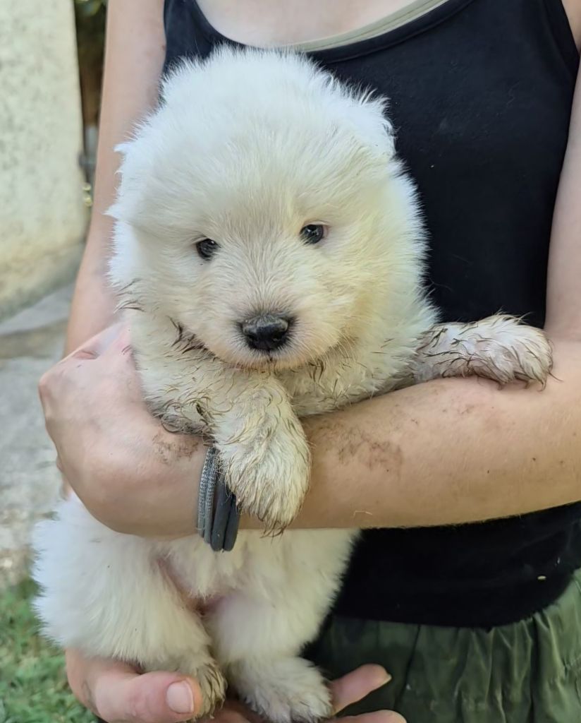 D'Obreika - Chiots disponibles - Samoyède