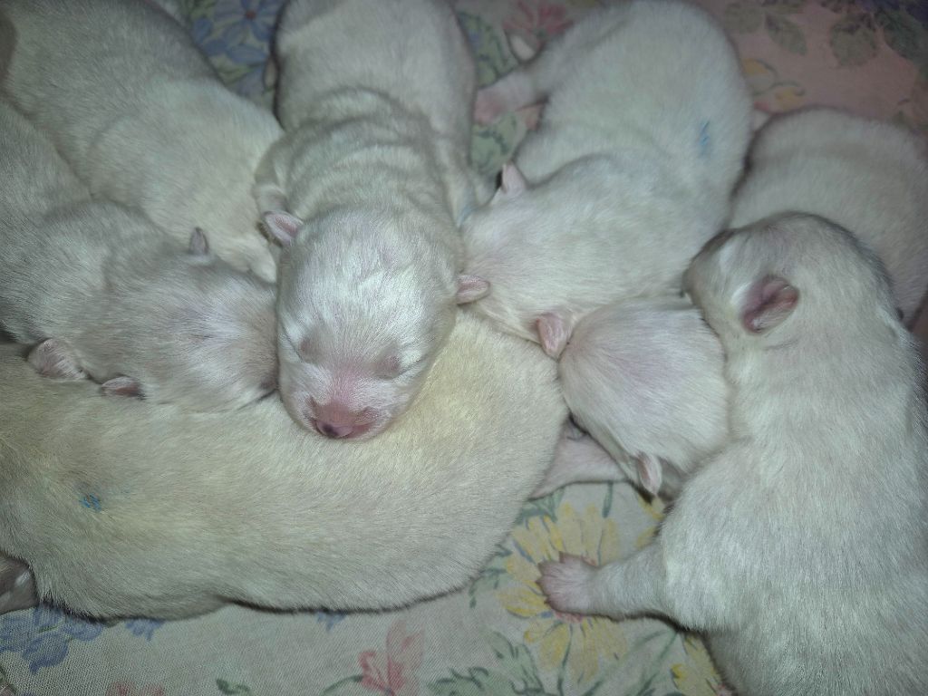 D'Obreika - Chiots disponibles - Samoyède