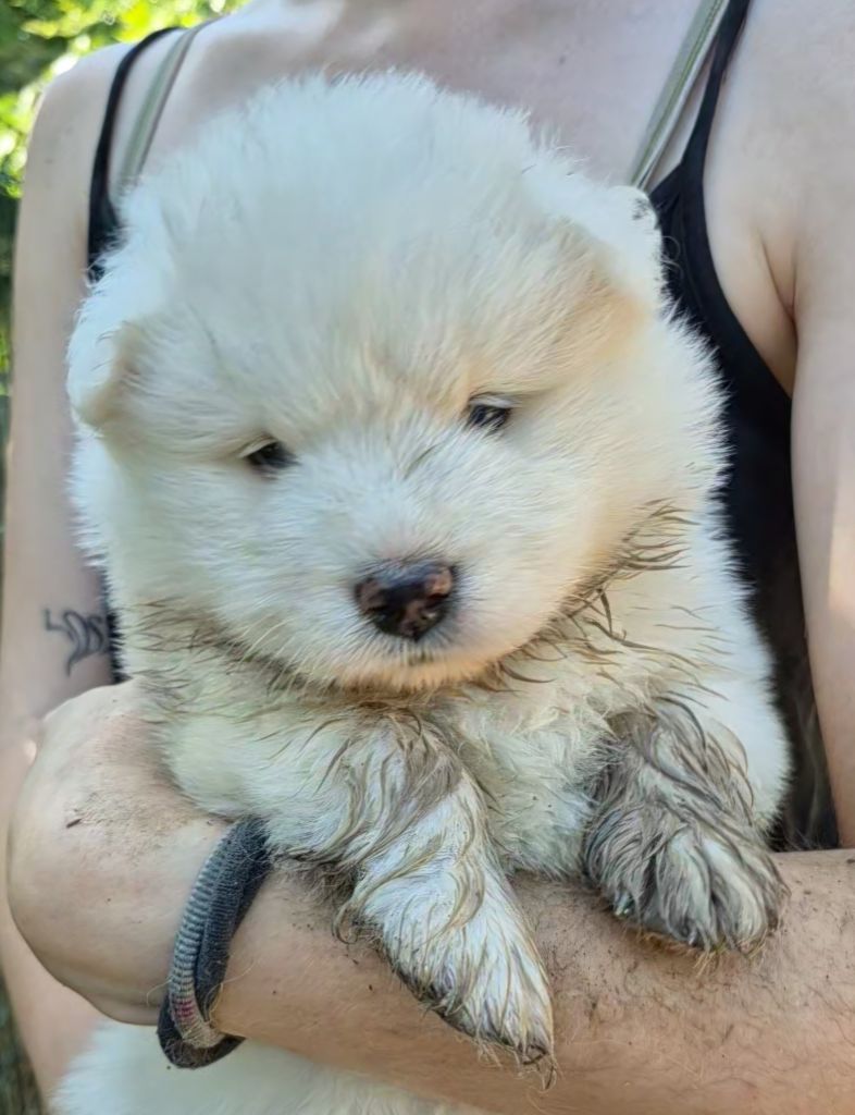 D'Obreika - Chiots disponibles - Samoyède