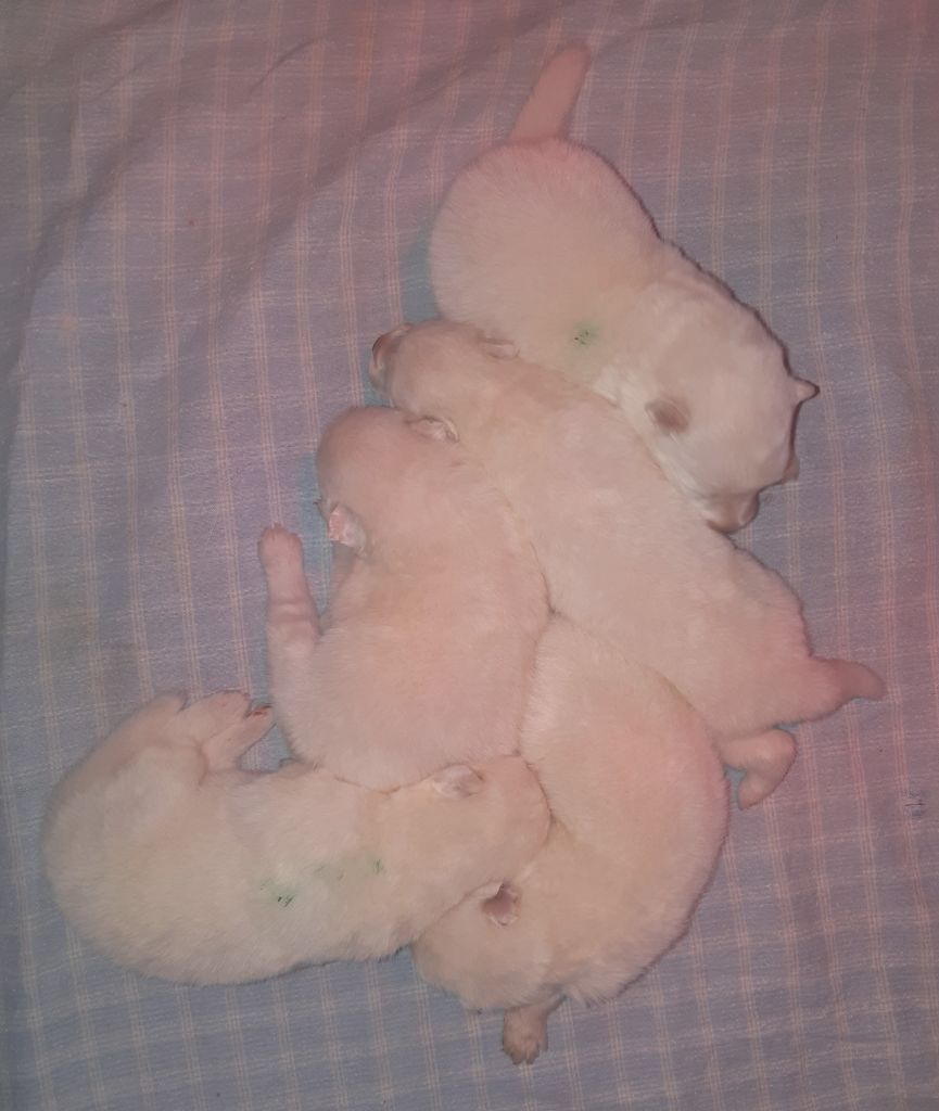 D'Obreika - Chiots disponibles - Samoyède