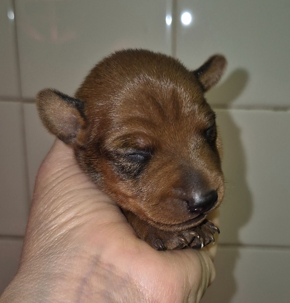 D'Obreika - Chiots disponibles - Pinscher nain