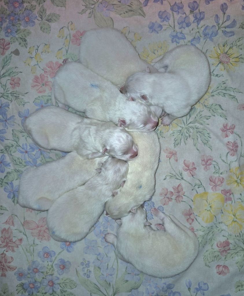 D'Obreika - Chiots disponibles - Samoyède