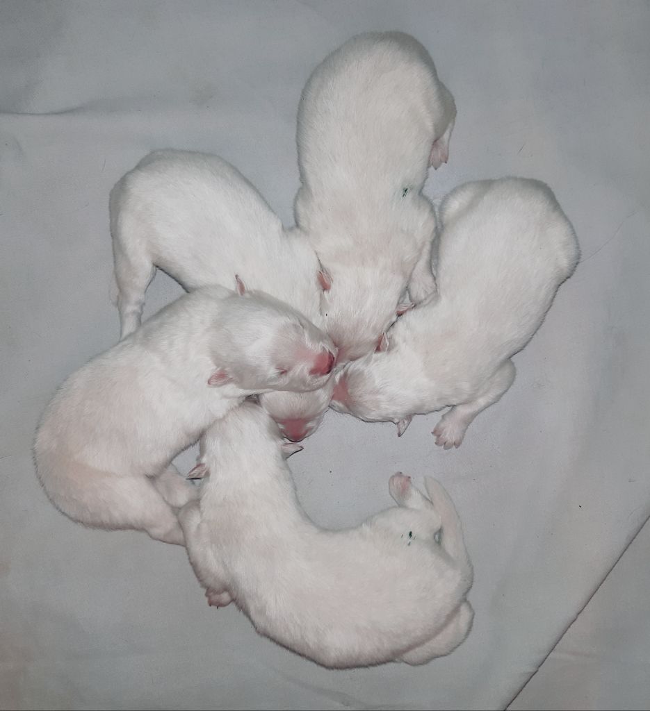 D'Obreika - Chiots disponibles - Samoyède