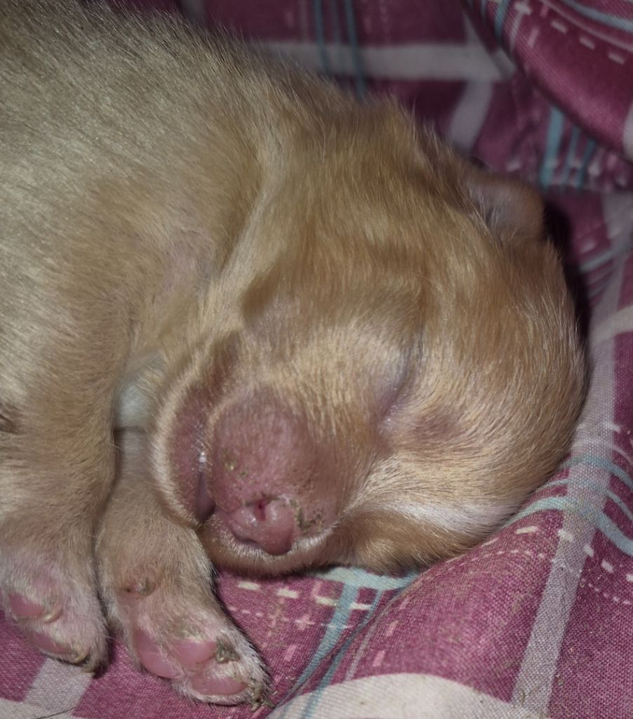 Chiot Spitz allemand D'Obreika