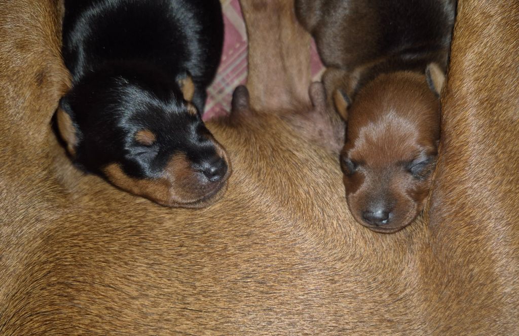 D'Obreika - Pinscher nain - Portée née le 09/08/2025