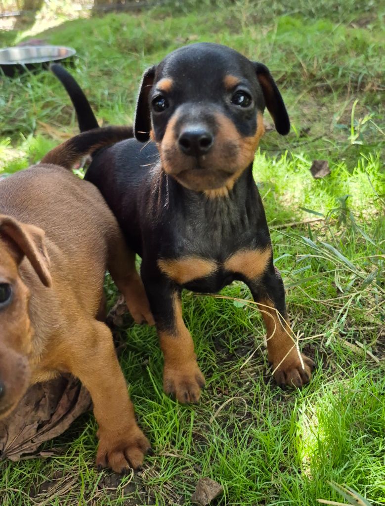 D'Obreika - Chiots disponibles - Pinscher nain